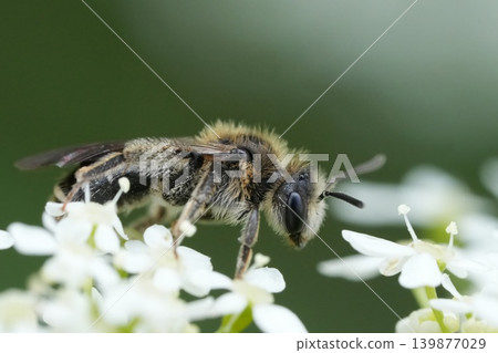 Closeup on a female Broad-faced Mining Bee, Andrena proxima on the white flowers of it's host plant cow parsley, wild chervil, Anthriscus sylvestris Closeup on a female Broad-faced Mining Bee, Andrena proxima on the white flowers of it's host plant cow parsley, wild chervil, Anthriscus sylvestris 139877029