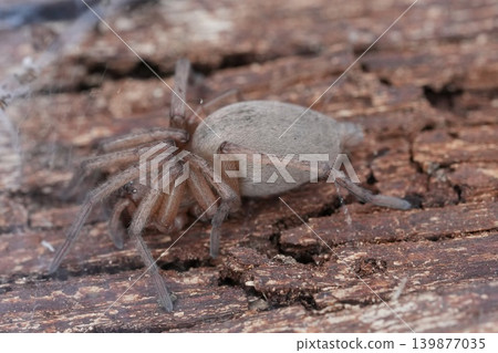 Close up photo of a small brown arachnid with a light grey abdomen on rough, textured tree bark 139877035
