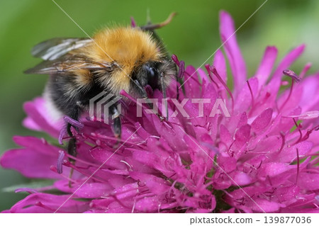 Closeup on a Tree bumblebee, Bombus hypnorum on a dark purple Scabious flower, Knautia macedonica in the garden 139877036