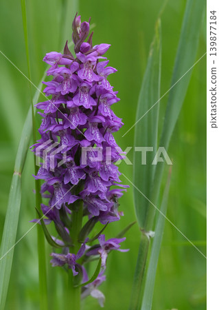 Vertical closeup on a purple flowering European marsh orchid, Dactylorhiza praetermissa against a green background Vertical closeup on a purple flowering European marsh orchid, Dactylorhiza praetermissa against a green background 139877184
