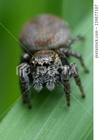 Detailed closeup on a cute Woodland Jumping Spider, Evarcha falcata on a grass blade Detailed closeup on a cute Woodland Jumping Spider, Evarcha falcata on a grass blade 139877187