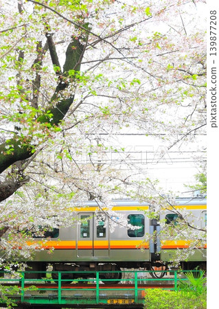 Nikaryo Canal Shukugawara Bank Cherry Blossom Trees and Nambu Line Nikaryo Canal Shukugawara Bank Cherry Blossom Trees and Nambu Line 139877208