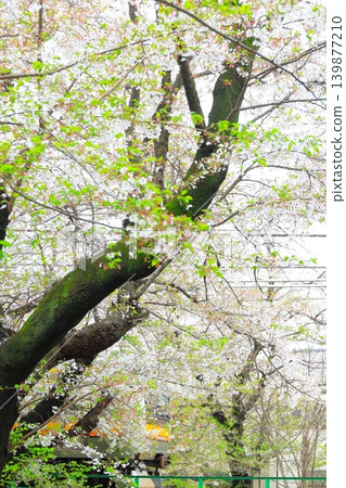 Nikaryo Canal Shukugawara Bank Cherry Blossom Trees and Nambu Line 139877210