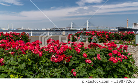 Yamashita Park: Rose Garden and Bay Bridge Yamashita Park: Rose Garden and Bay Bridge 139877266