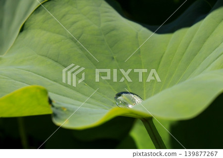 Water collected on the lotus leaf Water collected on the lotus leaf 139877267