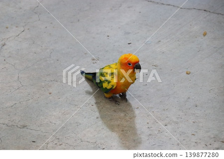 在鳥園裡體驗並與太陽錐尾鸚鵡互動。 139877280
