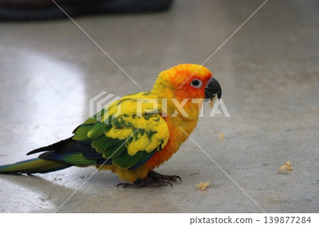 Experience and interact with the Sun Conures at the bird park. 139877284