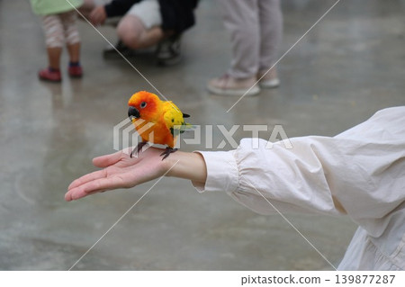 Experience and interact with the Sun Conures at the bird park. 139877287