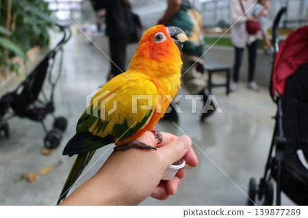 Experience and interact with the Sun Conures at the bird park. 139877289