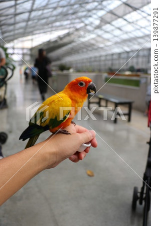 Experience and interact with the Sun Conures at the bird park. 139877291