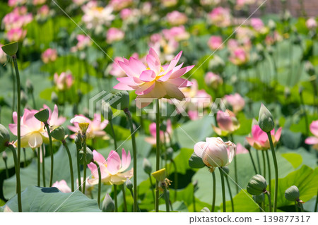 Beautiful Lotus (lat. Nelumbo nucifera) in a pond Beautiful Lotus (lat. Nelumbo nucifera) in a pond 139877317
