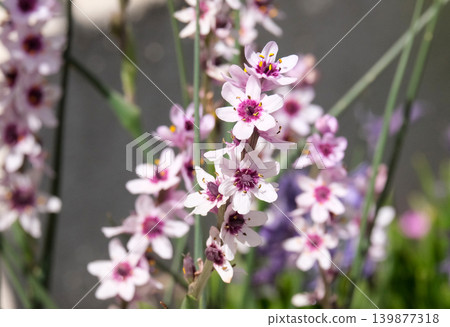 Wurmbea or Rice flower (Wurmbea stricta) 139877318
