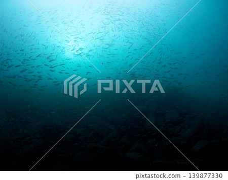 從水下看到的魚群 從水下看到的魚群 139877330