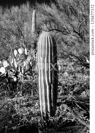 Old Saguaro Cactus Sonora desert Arizona in Black and White Old Saguaro Cactus Sonora desert Arizona in Black and White 139877372
