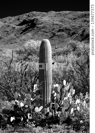 Old Saguaro Cactus Sonora desert Arizona in Black and White Old Saguaro Cactus Sonora desert Arizona in Black and White 139877373