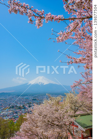Cherry blossoms and Mount Fuji (Kawaguchiko - a spectacular spring view) Cherry blossoms and Mount Fuji (Kawaguchiko - a spectacular spring view) 139877504