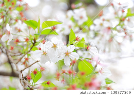 Cherry blossoms along the Nikaryo Canal, Shukugawara Canal Cherry blossoms along the Nikaryo Canal, Shukugawara Canal 139877569