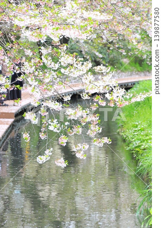 Cherry blossoms along the Nikaryo Canal, Shukugawara Canal Cherry blossoms along the Nikaryo Canal, Shukugawara Canal 139877580