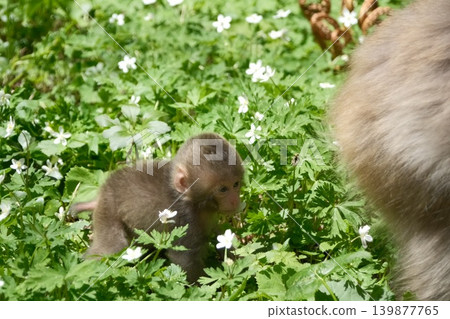 A wild baby monkey follows its mother in Kamikochi, where anemones are in bloom. A wild baby monkey follows its mother in Kamikochi, where anemones are in bloom. 139877765