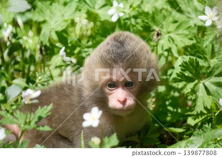 A wild baby monkey gazes straight ahead, surrounded by anemones in the greenery of Kamikochi. A wild baby monkey gazes straight ahead, surrounded by anemones in the greenery of Kamikochi. 139877808