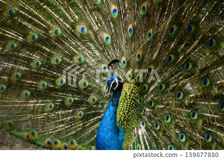 Peacock with spread wings 139877880