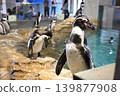 group of penguins 139877908