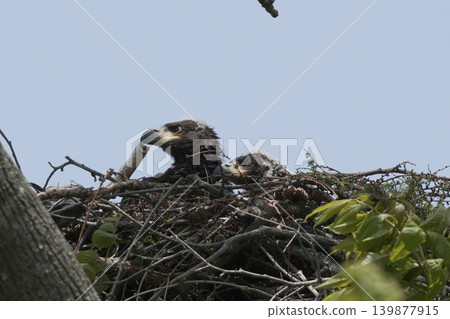 A young white-tailed eagle perched on a nest. A young white-tailed eagle perched on a nest. 139877915