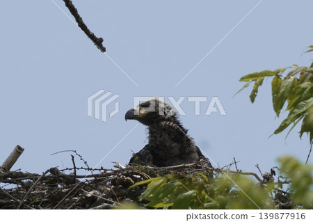 A young white-tailed eagle perched on a nest. A young white-tailed eagle perched on a nest. 139877916
