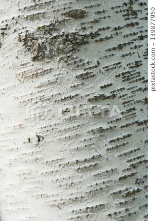 Close-up texture of black lenticels etched into the white bark of a birch tree. Close-up texture of black lenticels etched into the white bark of a birch tree. 139877950