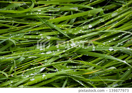 Close-up of green grass blades with water droplets. The scene captures the freshness of nature after rain, highlighting the vibrant green color and texture of the grass. Close-up of green grass blades with water droplets. The scene captures the freshness of nature after rain, highlighting the vibrant green color and texture of the grass. 139877973