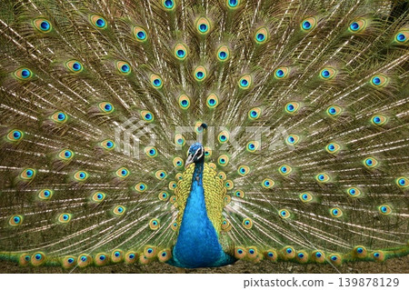 Peacock spreading wings Peacock spreading wings 139878129
