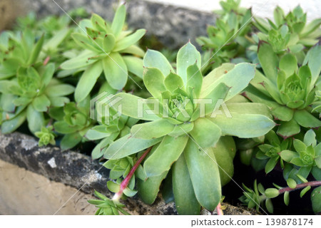 closeup of succulent plant in a garden closeup of succulent plant in a garden 139878174