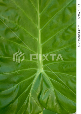 closeup of alocasia leaf texture closeup of alocasia leaf texture 139878243