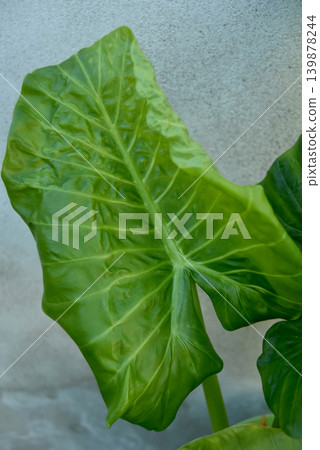 closeup of alocasia leaf texture closeup of alocasia leaf texture 139878244