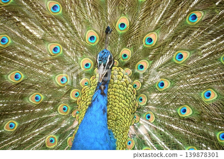 Peacock with spread wings 139878301