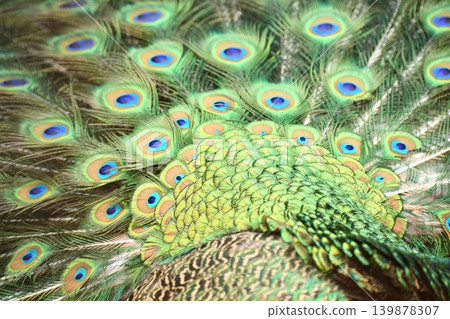 Peacock spreading wings 139878307