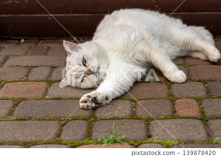 Playful fluffy cat with green eyes on stone walkway Playful fluffy cat with green eyes on stone walkway 139878420