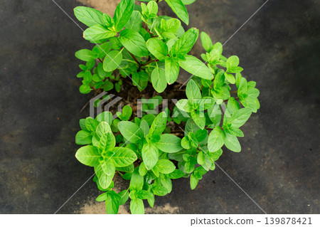 Organic mint herb plant with vibrant green leaves Organic mint herb plant with vibrant green leaves 139878421