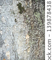 Close-up of a part of a zelkova tree trunk 139878438