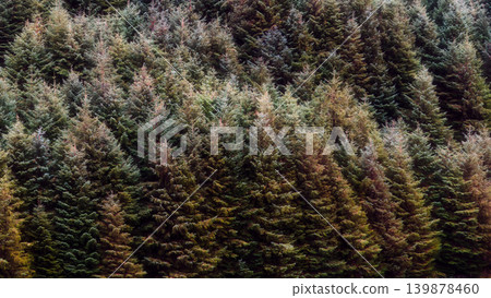 A dense conifer forest filled with evergreen spruce and pine trees growing tightly together on a hillside. 139878460