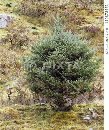 A young evergreen conifer tree grows on a mossy and grassy hillside surrounded by wild vegetation and small stones. 139878471