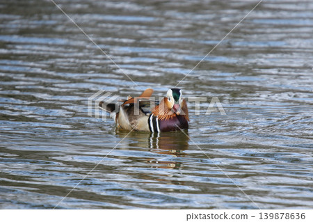 Mandarin duck (male, Aix galericulata) during breeding season; a wild bird of Hokkaido. Mandarin duck (male, Aix galericulata) during breeding season; a wild bird of Hokkaido. 139878636