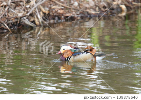 Mandarin duck (male, Aix galericulata) during breeding season; a wild bird of Hokkaido. Mandarin duck (male, Aix galericulata) during breeding season; a wild bird of Hokkaido. 139878640