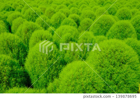 Fresh green Kokia Fresh green Kokia 139878695