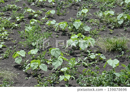 Japanese vine growing in the field Japanese vine growing in the field 139878696