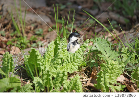 Japanese tit (Great Tit) collecting nesting material during breeding season. A wild bird of Hokkaido. Japanese tit (Great Tit) collecting nesting material during breeding season. A wild bird of Hokkaido. 139878860