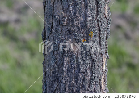 Detailed Paulownia tomentosa tree bark texture for organic natural backgrounds Detailed Paulownia tomentosa tree bark texture for organic natural backgrounds 139878876