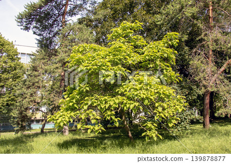 Paulownia tomentosa tree without flowers in spring botanical garden Paulownia tomentosa tree without flowers in spring botanical garden 139878877