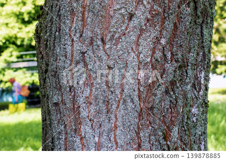 Paulownia tomentosa bark texture close up natural organic background pattern 139878885