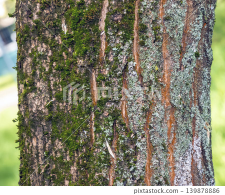Rough Paulownia tomentosa tree bark surface detailed botanical texture background Rough Paulownia tomentosa tree bark surface detailed botanical texture background 139878886